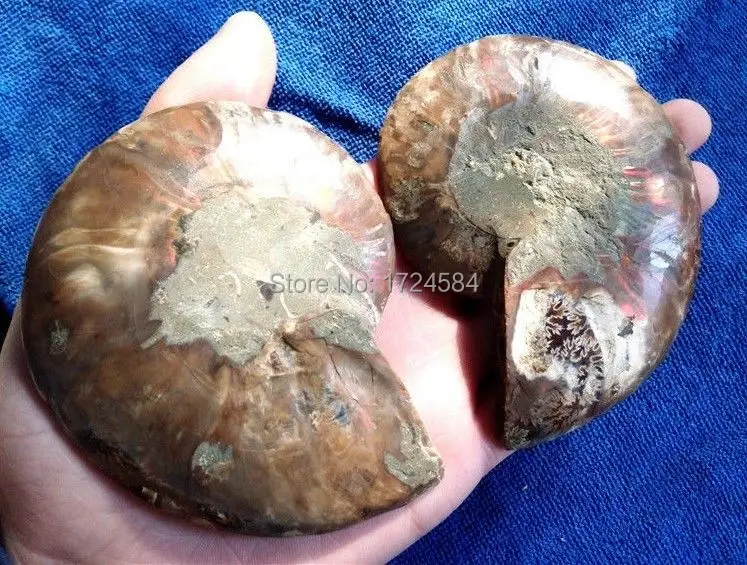 Suysyshu15 + 241 г 1 пара разделенные ископаемые образцы раковины из аммонита Исцеление