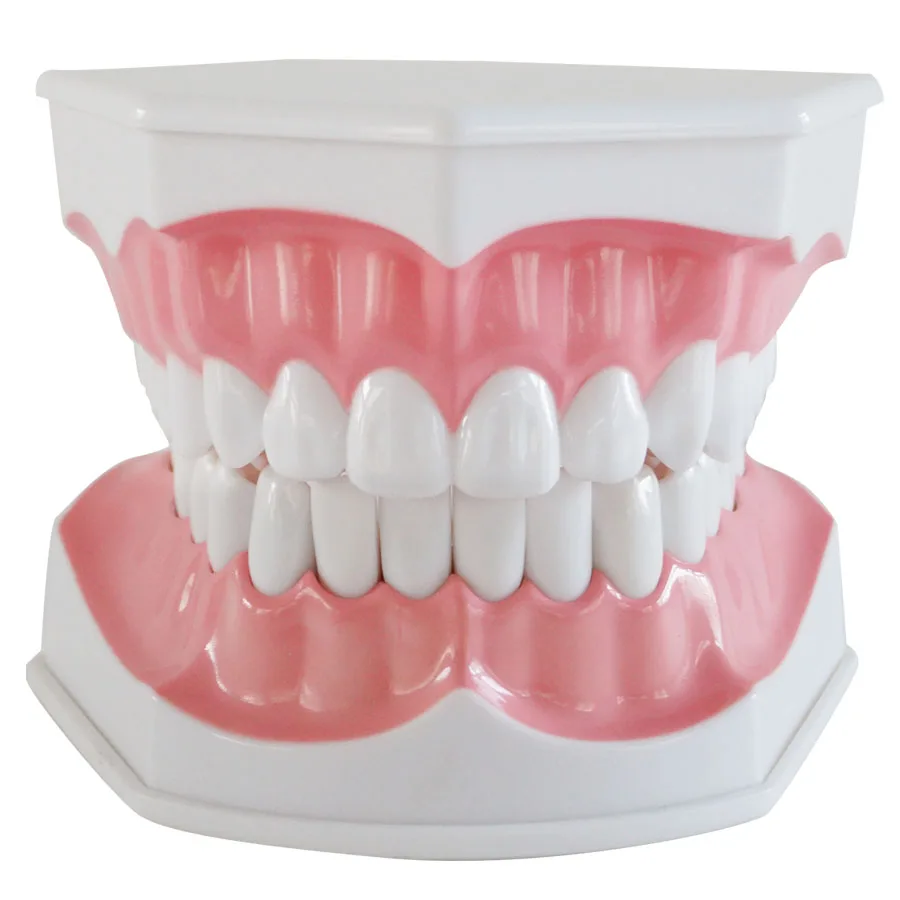 Новая модель зубных зубов в форме G для взрослых обучающая щеток и |