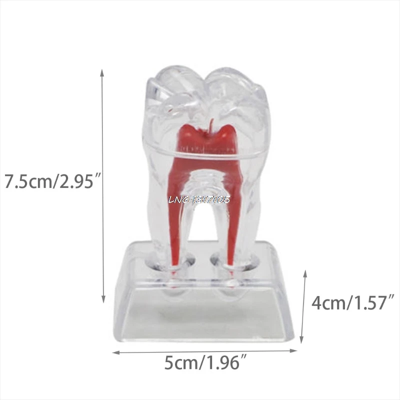 

Dentist Dental Base Hard Plastic Teeth Tooth Molar Model Separable Fit for Smile LNB