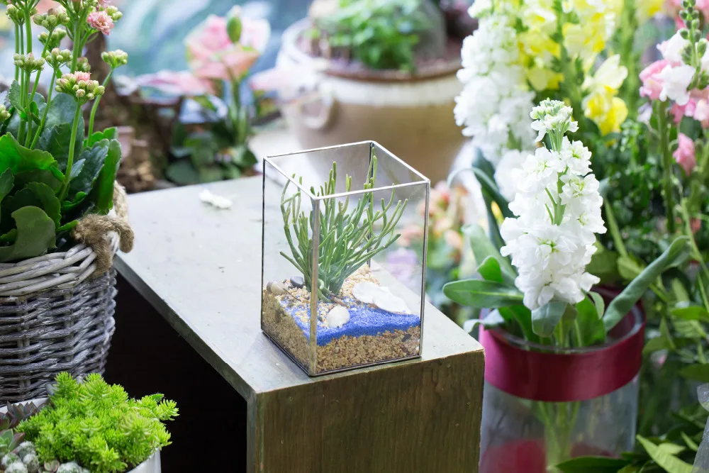 NCYP 12 &quotПрямоугольный Открытый папоротник мох суккулентные растения