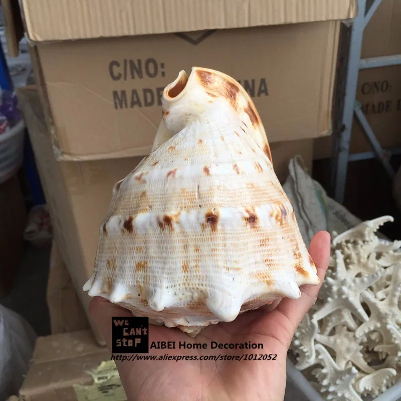 16-18 см Натуральная ракушка Cassis Cornuta четыре больших знаменитых винта Cassidae аквариум орнамент пейзаж аквариума украшения подарки