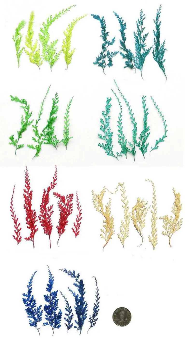 

60pcs 4-10cm Pressed Dried Stenoloma Chusanum Leaves Flower Plant Herbarium For Jewelry Postcard Invitation Card Phone Case DIY