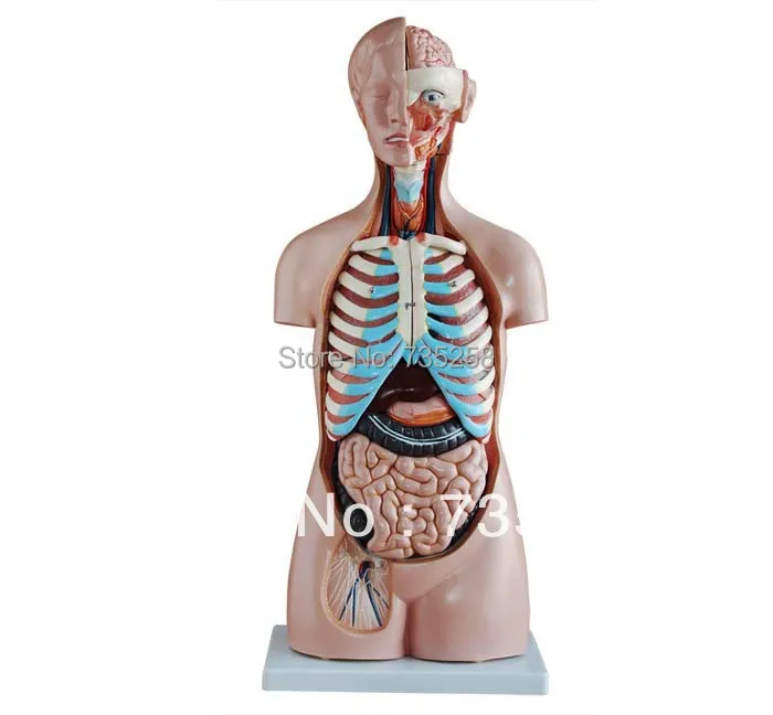 

85CM Sexless Torso 20 Parts,No genital torso model
