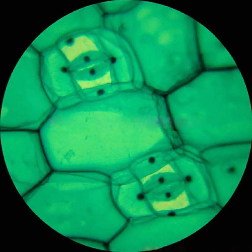 Светодиодный тринокулярный биологический микроскоп поставка AmScope 40X 2000X