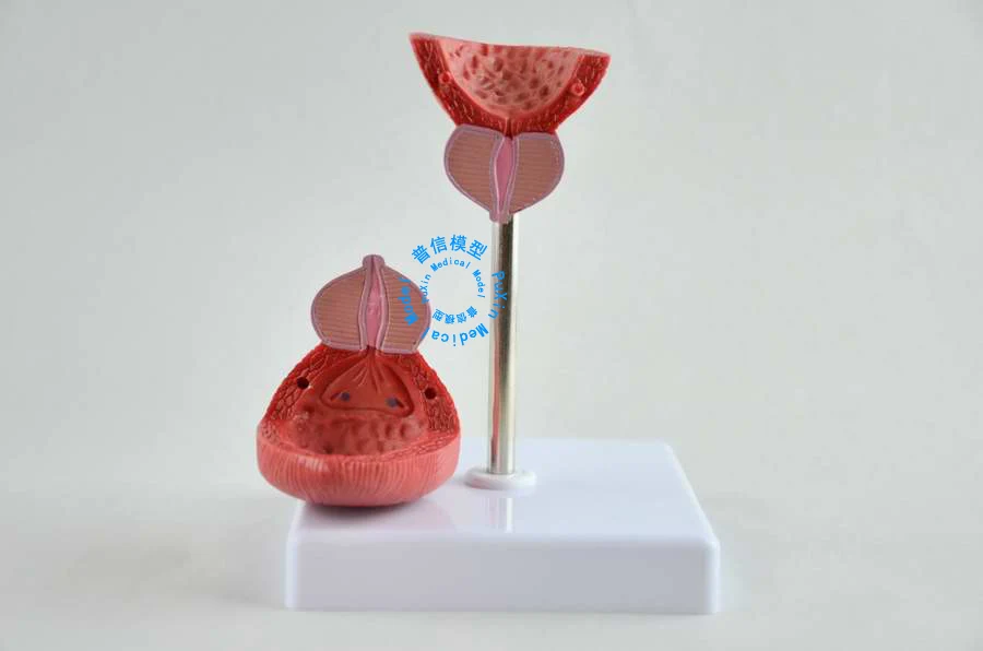 Бесплатная доставка и модель мочевого пузыря мочевыделительной системы