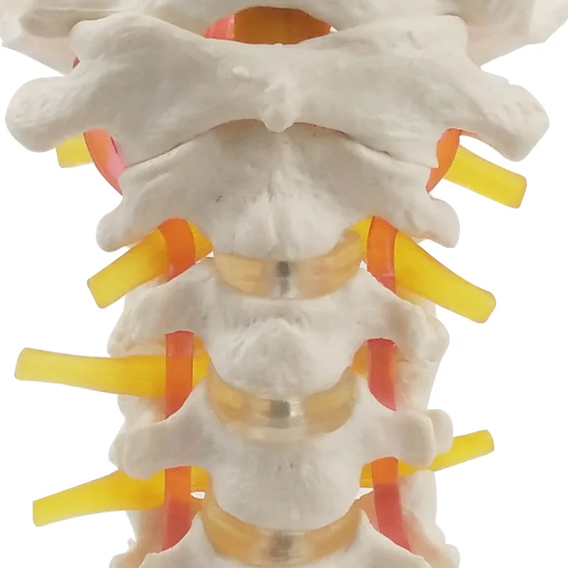 Медицинский скелет модель 7 позвоночник позвоночника ранний мозг анатомия