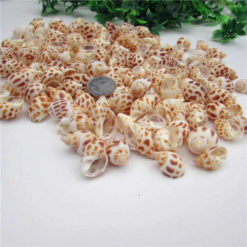 

HappyKiss Small dongfeng screw flower spiral small diy handmade materials adrift bottle fish tank natural conch