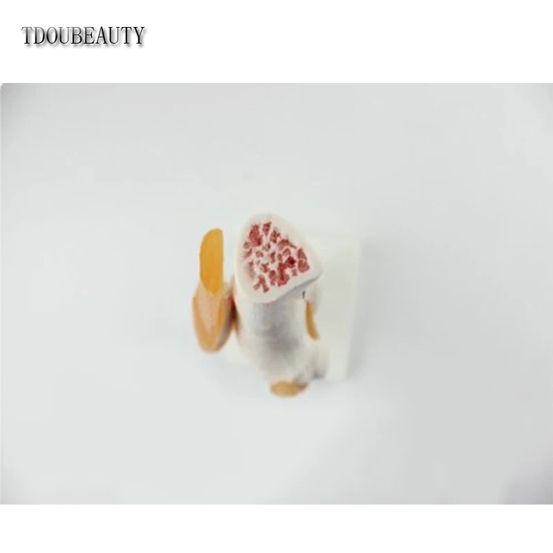 

Human 1:1 Size Knee Joint Simulation Model Medical Anatomy By TDOUBEAUTY Free Shipping