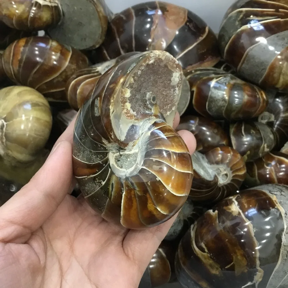 200 г Природный полированный Nautilus окаменелости аммониты камня для украшения | Дом