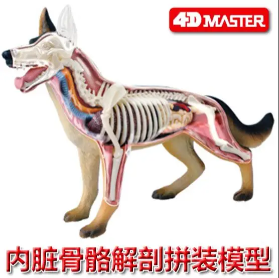 4D Master black back dog visceral bone anatomy group assembled model