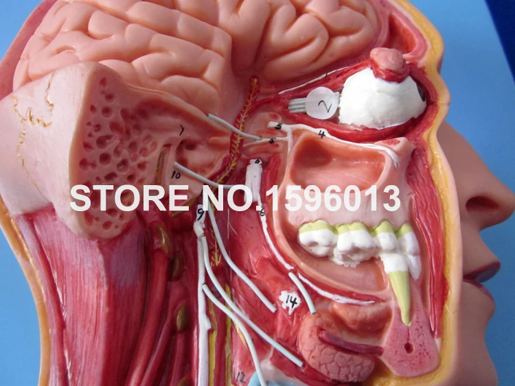 Горячая симпатическая модель нервной системы человека анатомическая |