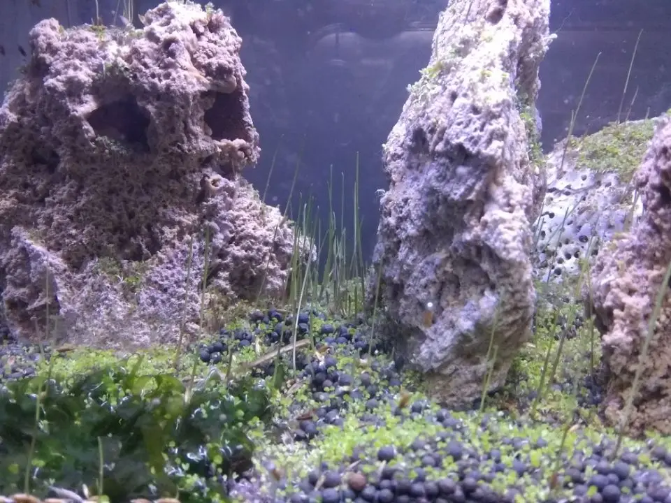 Самовсасывающий водный камень, рокерский бонсай, ландшафтный декор, аквариумная рептилия, насекомое, муравей, сделай сам, мох, тропический лес