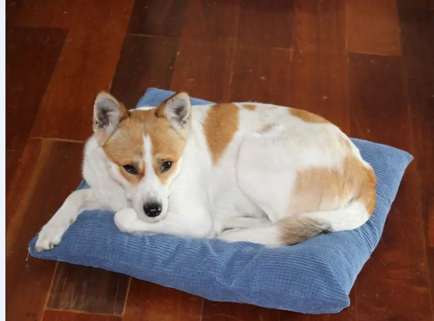 Вельветовая Подушка corn квадратная наволочка однотонная Чехол 45x45 см 50x50 55x55