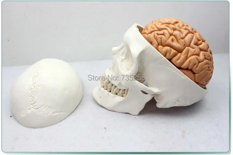 

Human Skull Brain Model With Eight Parts,Senior Skull Brain Model,Skull Brain Combination Model