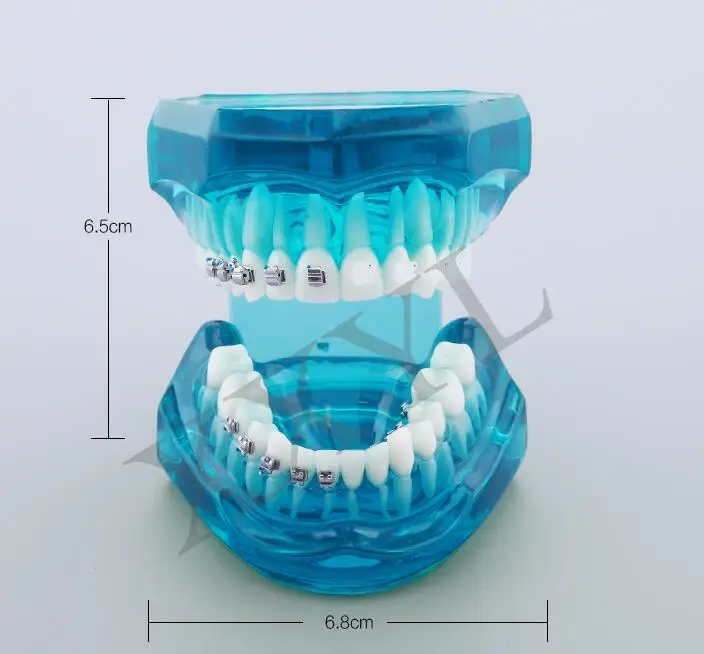 Стоматологическая лаборатория анатомическая Анатомия зубов обучение модель