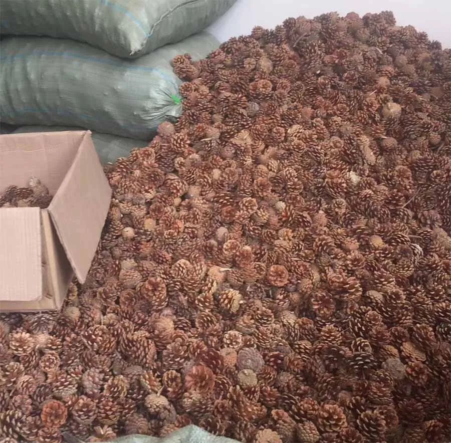 50 шт. сухого натурального цвета Pinecone сосновый конус фрукты для свадебной