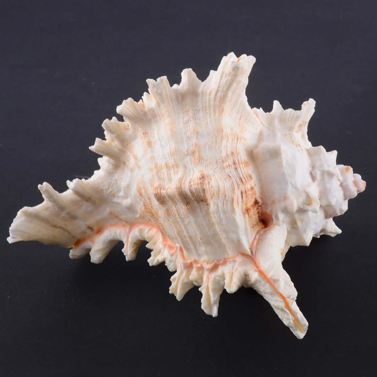 1 предмет Новинка Большой Queen морских раковин раковины Natural Sea пляжные как ремесло