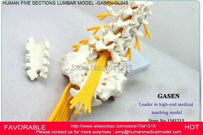 Модель скелета поясничного отдела позвоночника коцикс нейронного модель GASEN-GL048 |