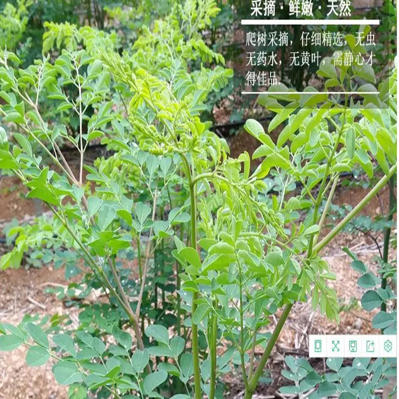 India Imports High-quality Original Ecological Health Spicy Wood Leaf Tea,Hypoglycemia,Hypotension, Detoxification,Free Shipping