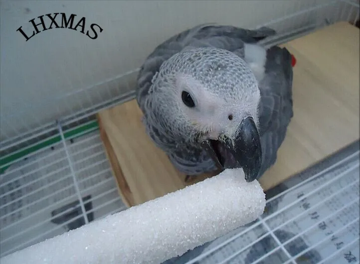 Красочный Попугай подставка лапа шлифовка Чистая Птица перчи Жевательная птица