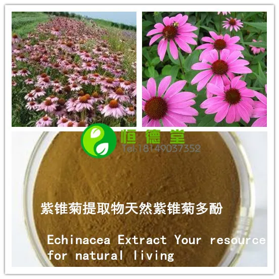 Spot supply of quality Echinacea extract powder concentrated Cheap high low price guarantee|supplies for making hair accessories|powdersupply fan |