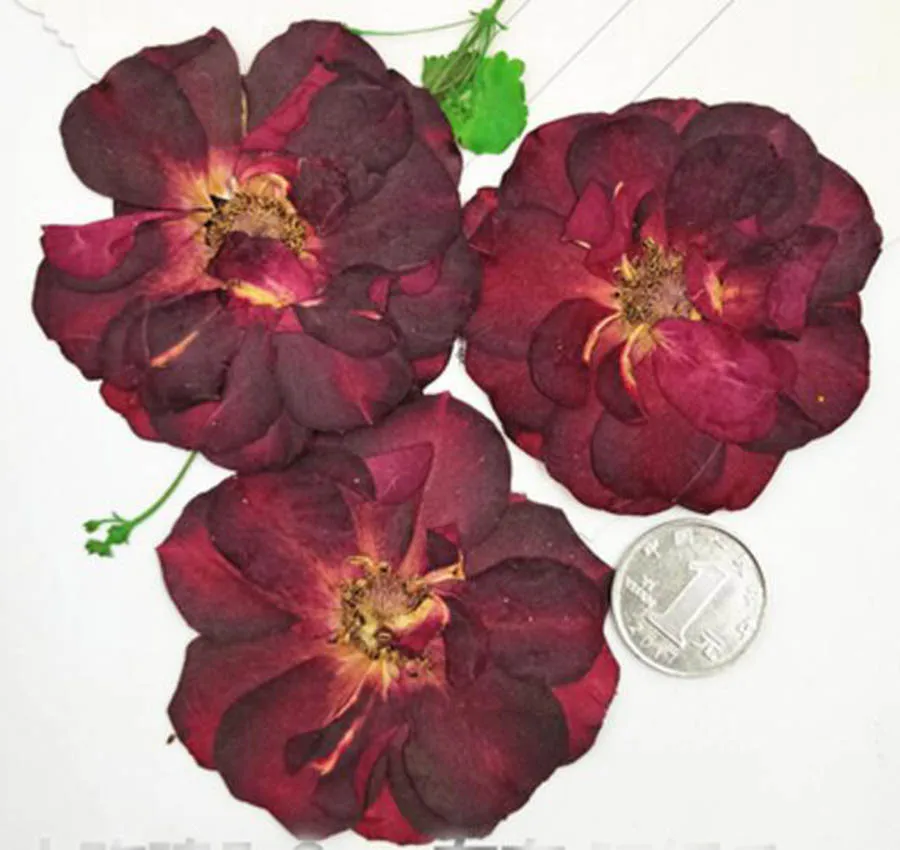 

30pcs Pressed Dried 5-8cm Dark Red Rose Flower Plant Herbarium For Jewelry Postcard Invitation Card Phone Case Bookmark DIY