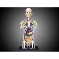 4d human body splanchnic intelligence assembling toy humanorgan anatomy model medical teaching diy popular science appliances