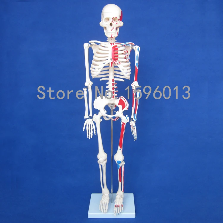 HOT Human 85cm Skeleton with Painted Muscles model, Human Skeleton Model