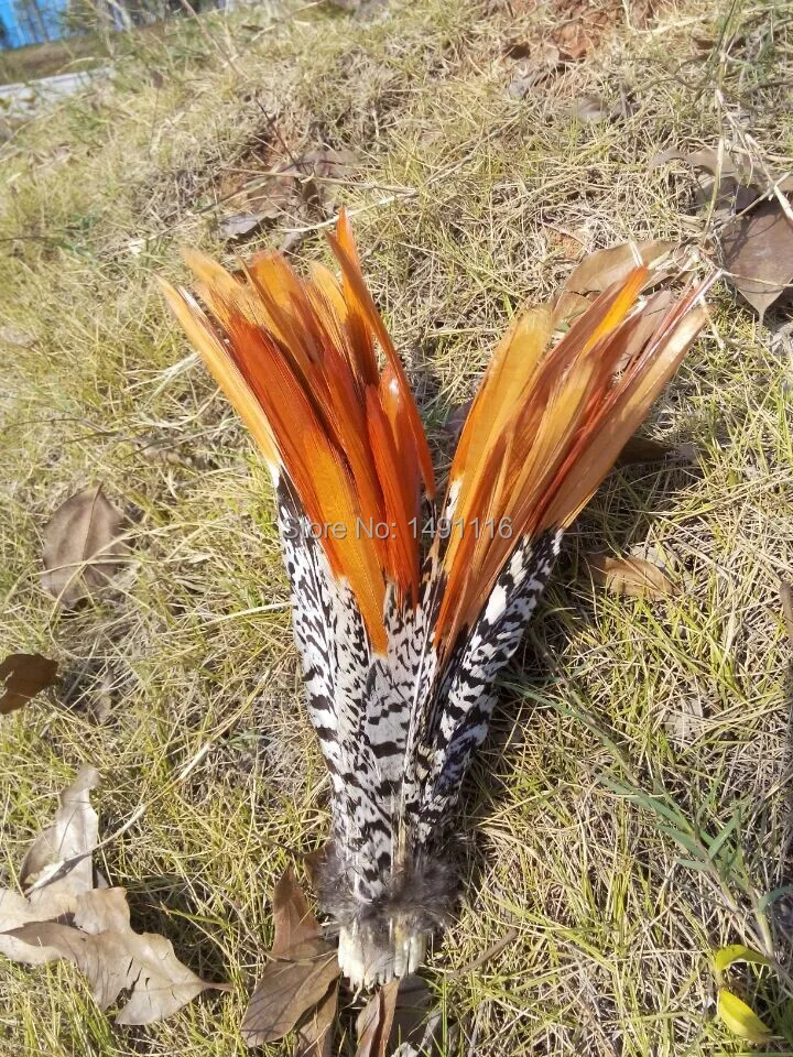 Wholesale 50 pcs / lot 8-10inches 20-25cm high quality natural Lady Amherst Pheasant Feather DIY jewelry decoration | Дом и сад