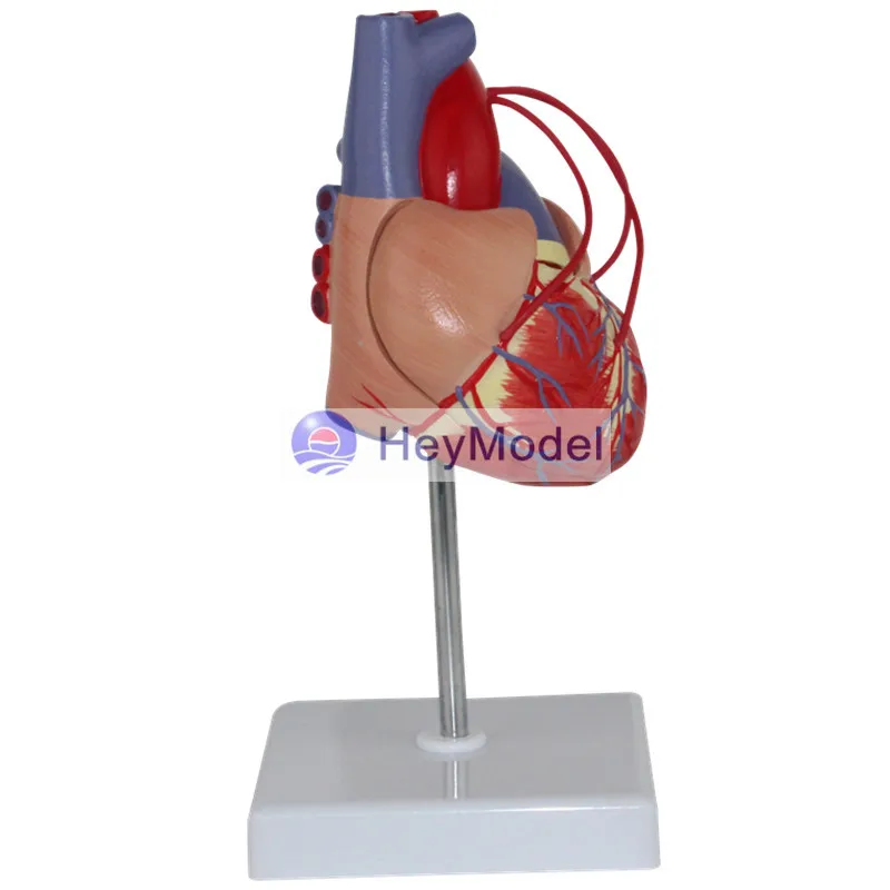 Увеличенная анатомическая модель медицинского сердца HeyModel с цифровым обводным