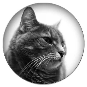 C008 ZDYING 5 шт. милое животное, кошка стекло кабошон, 12 мм/20 мм/25 мм стекло Pet кошки художественное изображение купол DIY ювелирные изделия ручной работы - Цвет: C008
