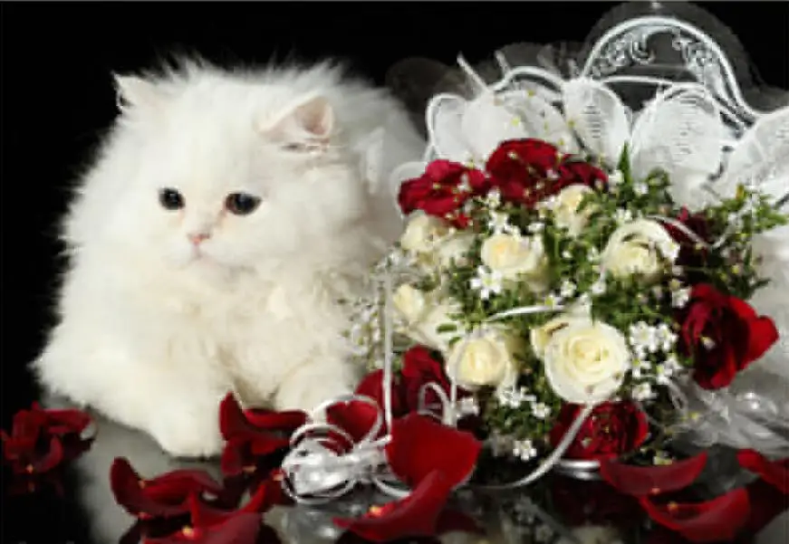 Алмазная мозаика Diy вышивка 3d квадратное сверло картина Стразы паста полная 50*40