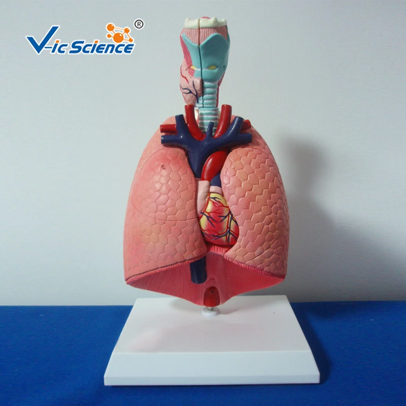 Advanced PVC Desktop Anatomical Respiratory System Human Larynx Heart And Lung Educational model for Teaching Students