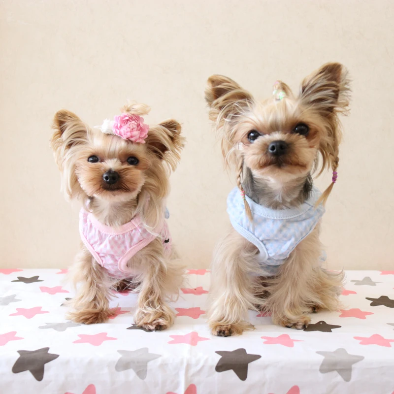 Kawaii Милая Одежда для кошек рубашки для домашних животных Одежда для собак породы Йоркширский терьер Мальтийский Чихуахуа весна лето 8CLP17 xxx