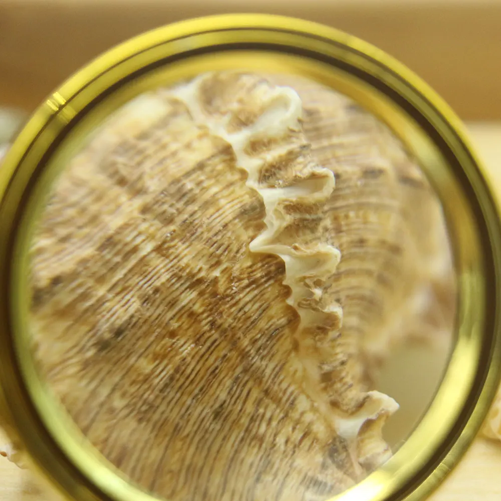 Montessori Sensorial Material Seashell Activities Развивающие деревянные игрушки для детей 3 лет Juguetes