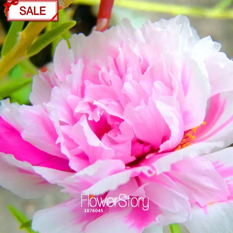 Не упустите предложение! 200 шт./упак. Коширо с рисунком "Подсолнух" Семена Portulaca grandiflora семена цветов для сада растения декоративные цветы,# 0EK1XG