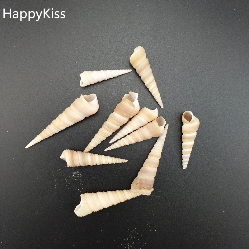

Hot new 10 pcs/lot natural sea shell snail/trumpet shell wedding festival/party decoration conch natural crafts