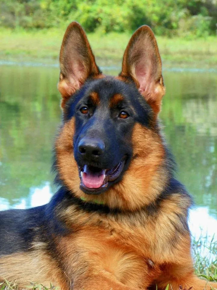 Полноразмерная Алмазная вышивка 5D сделай сам алмазная живопись 5d в стиле