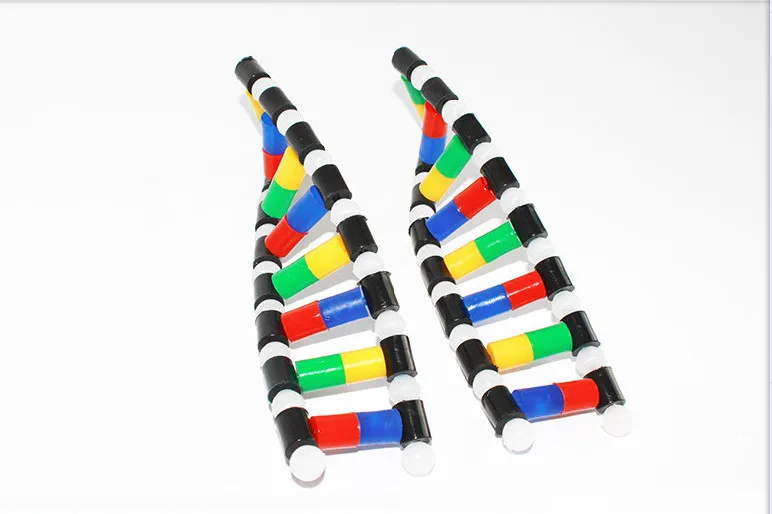 Анатомическая модель скелета человеческого мозга структуры DNA odontologia двойная