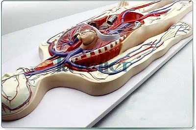 Моделирующая анатомическая кровеносная система медицинская модель | Канцтовары