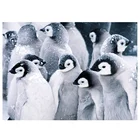 5Diy алмазная живопись животных Пингвин картины по номеру Стразы Алмазная мозаика свадебное украшение полный квадратный RoundZP-2941