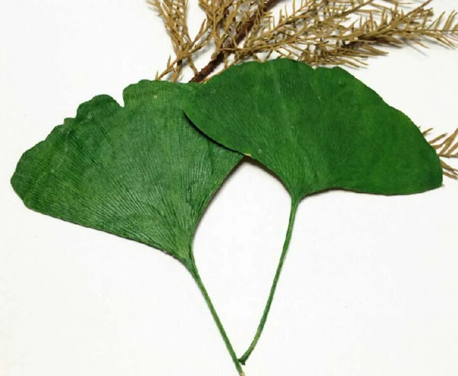 60 шт. фотообои с листьями Ginkgo 4-6 см | Дом и сад