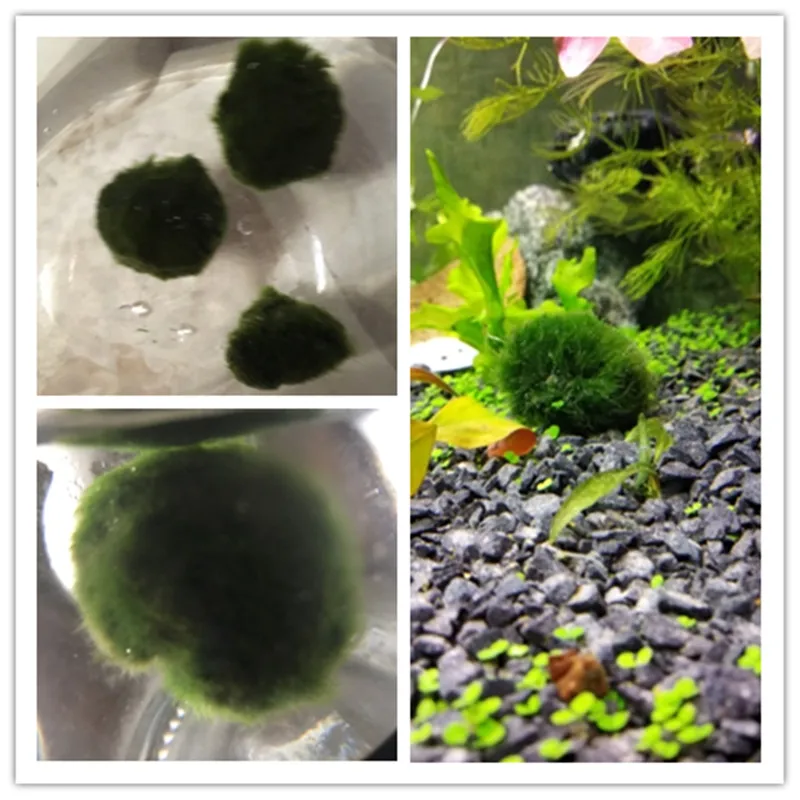 2-4 см мини аквариумные растения аквариумные рыбки креветки нано для MARIMO премиум качества моховые шарики украшение аквариума