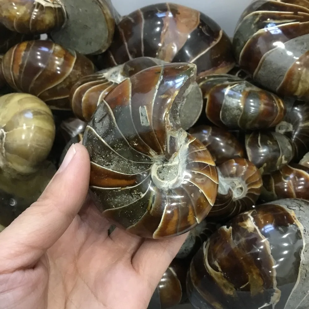 200 г Природный полированный Nautilus окаменелости аммониты камня для украшения | Дом