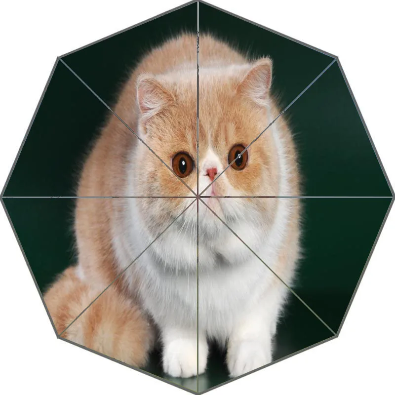 Nice cat экзотическая короткошерстная зонтик пользовательские солнечный и дождливый зонтик Дизайн Портативный Мода Стильный Полезная Зонты хороший подарок - Цвет: Светло-зеленый