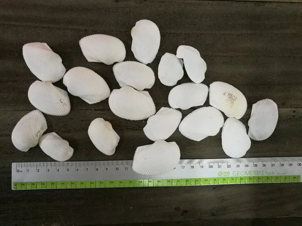 100% натуральные морские раковины в форме крыла идея для украшения вечеринки дома |