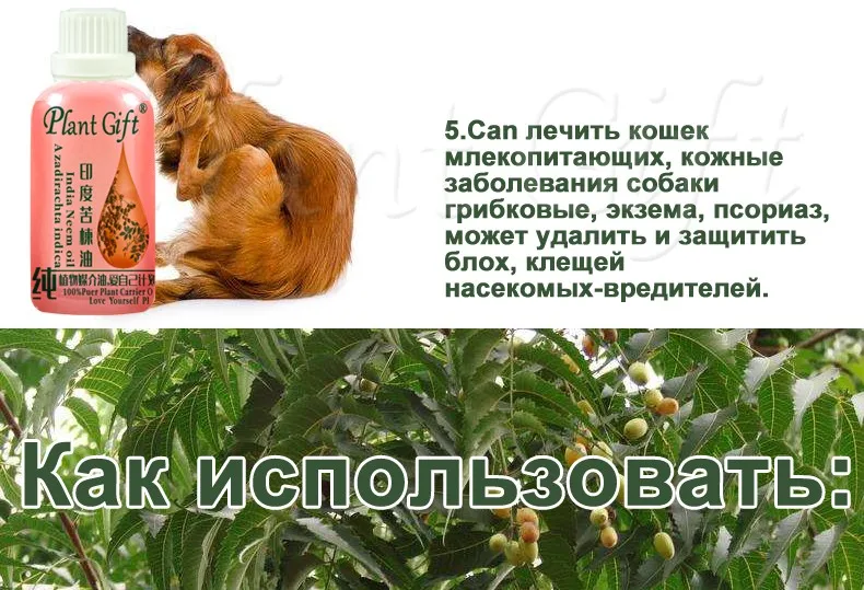 Чистый растительный база масла Chinaberry масло 100 мл холодного отжима Масло Семян маргозы убить паразитов, удалить клещей, акне прыщи ремонт спокойствие