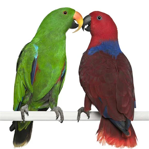 Eclectus Parrot Gingerain одежда с птицами попугай одежда маленький галстук ручной работы на заказ одежда с птицами свитер с капюшоном маленький галстук - Цвет: Eclectus Parrot