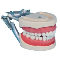 prosthodontics model dental prepared teeth dentition free shipping