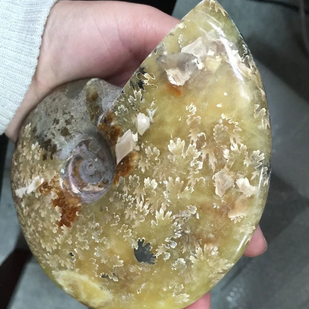 2019 горячая распродажа высокое качество натуральные необработанные окаменелости